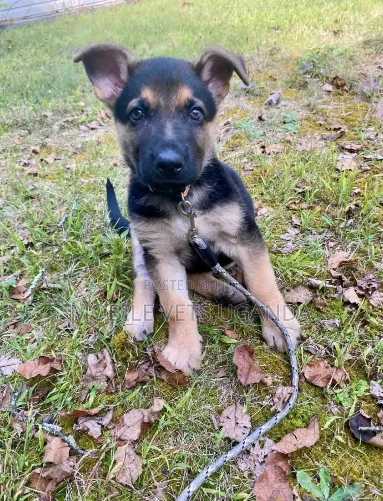 3-6 months Female Purebred German Shepherd
