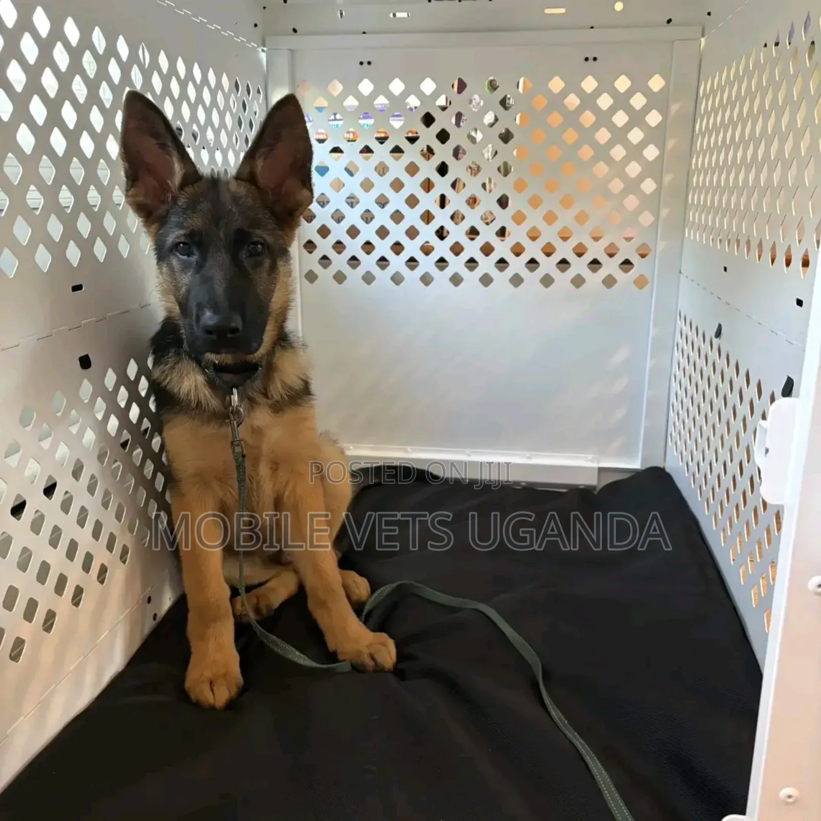 6-12 months Male Purebred German Shepherd