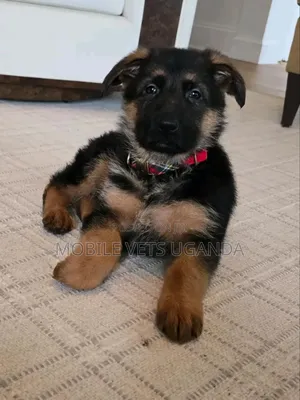 1-3 months Female Purebred German Shepherd