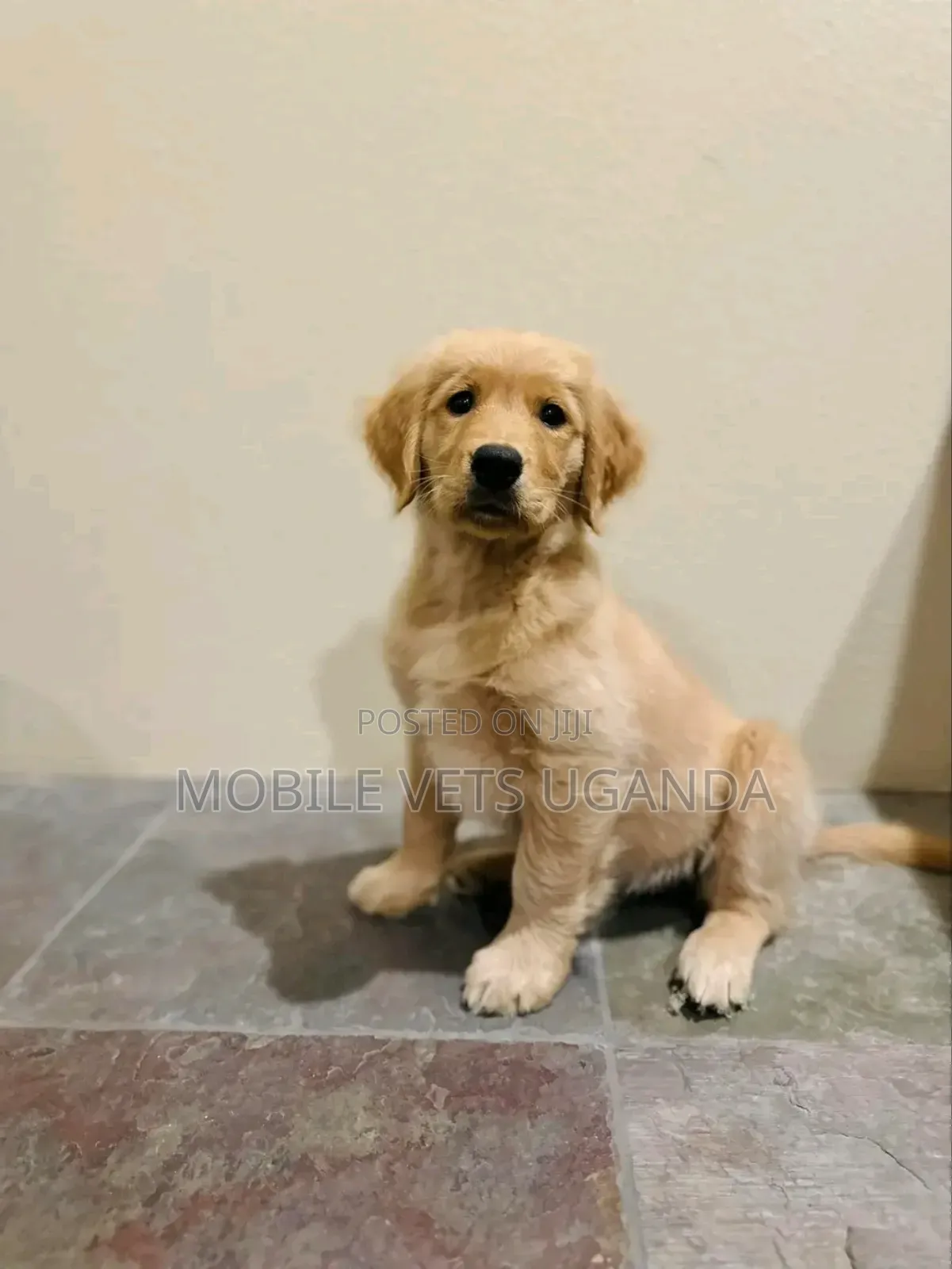 3-6 months Male Purebred Golden Retriever