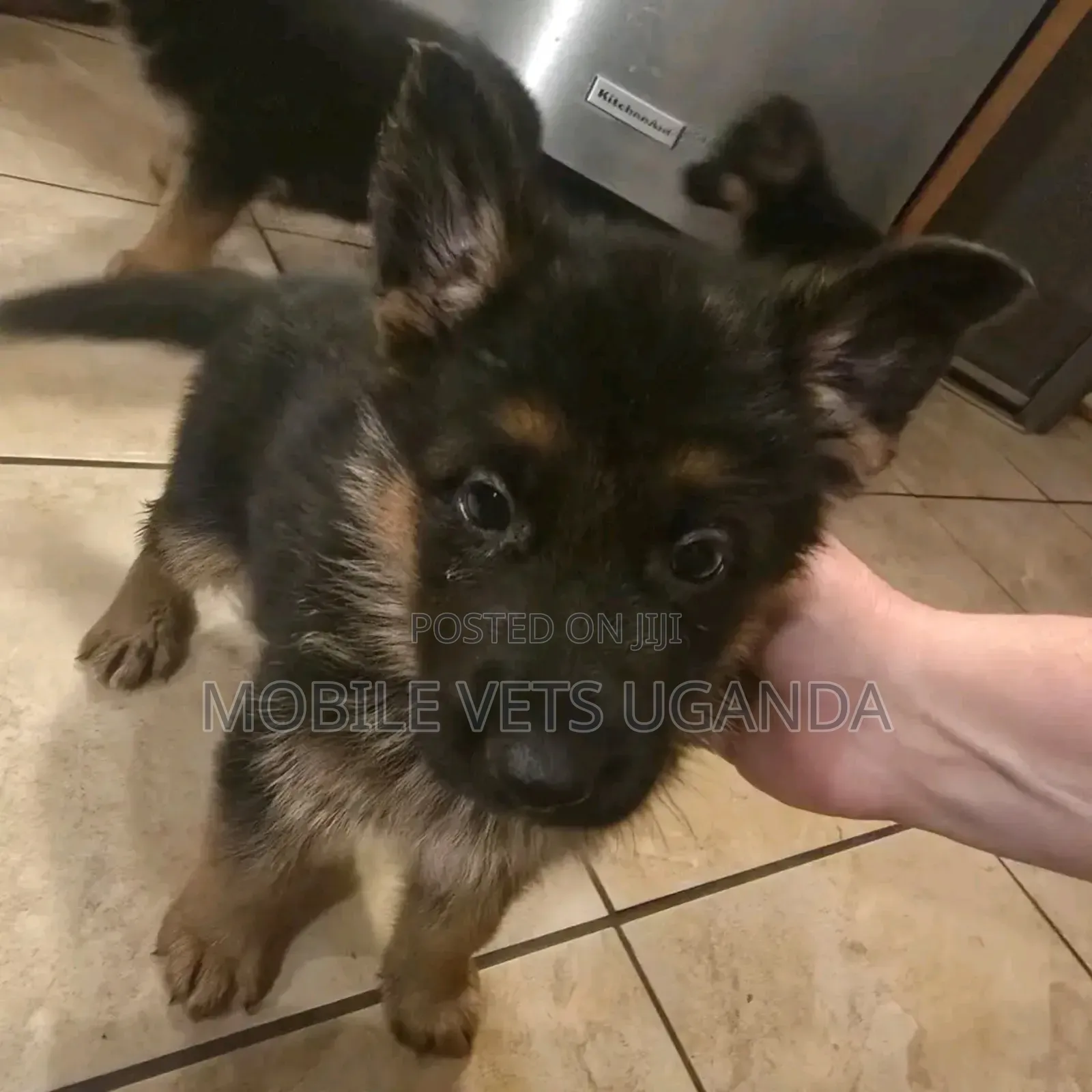 1-3 months Female Purebred German Shepherd