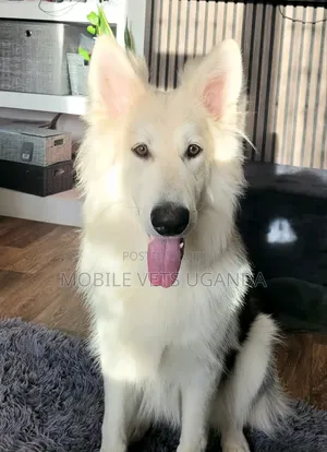 1+ year Female Purebred German Shepherd