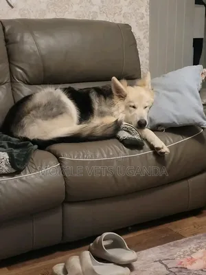 6-12 months Male Purebred German Shepherd