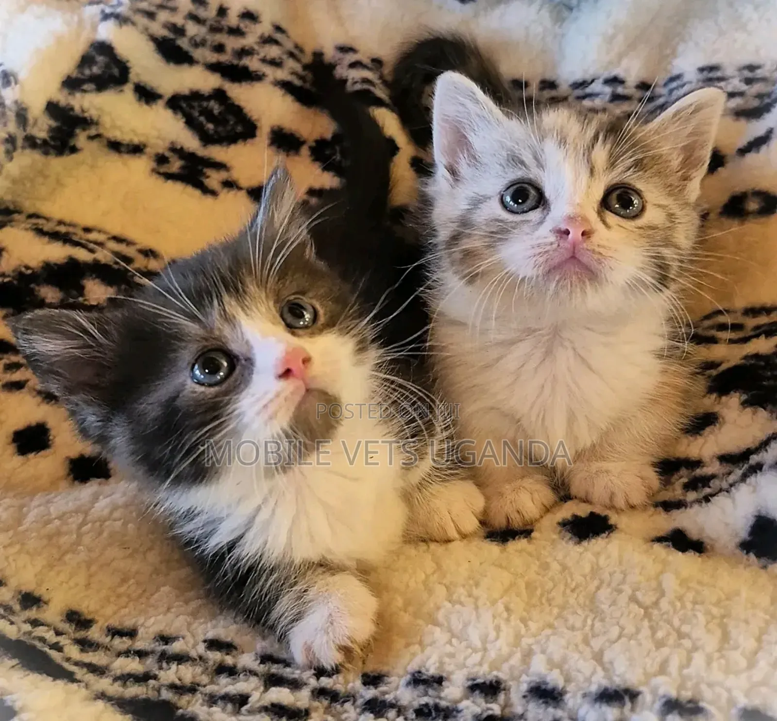 1-3 months Female Mixed Breed Persian