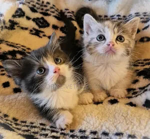 1-3 months Female Mixed Breed Persian