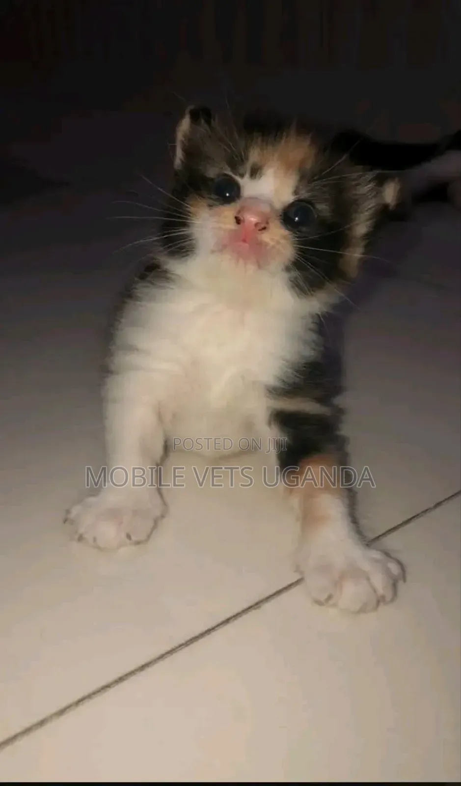 0-1 month Female Purebred Egyptian Mau