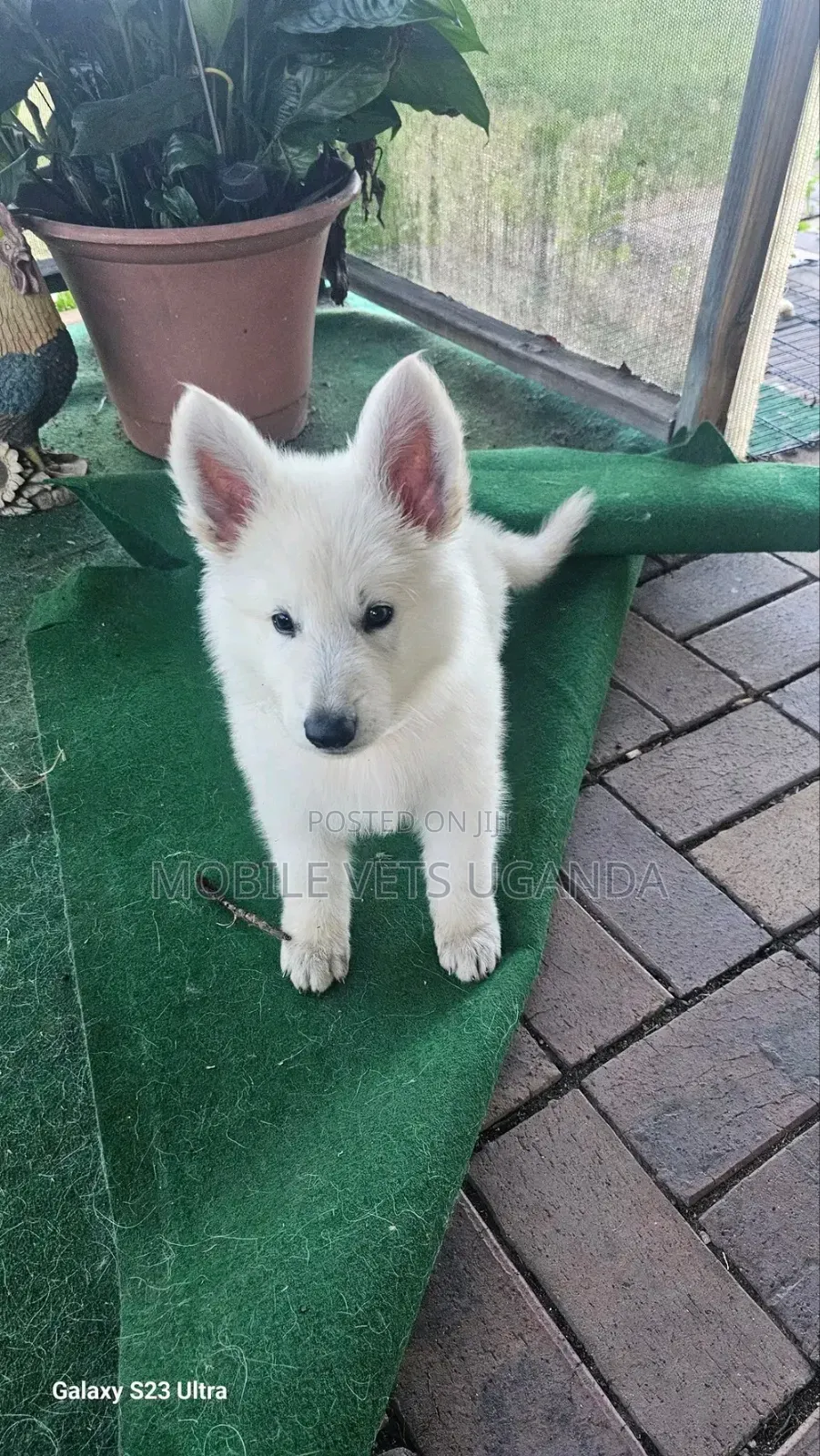 3-6 months Female Purebred Siberian Husky