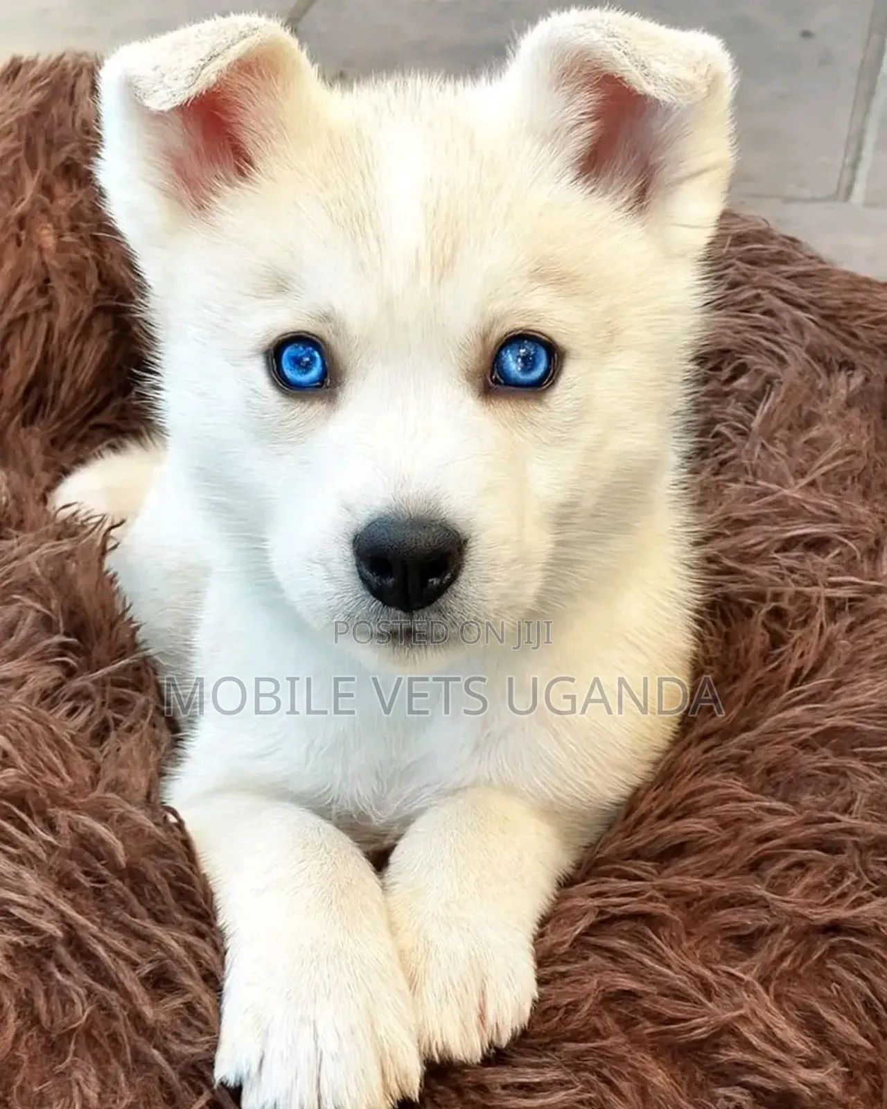 3-6 months Female Purebred Siberian Husky
