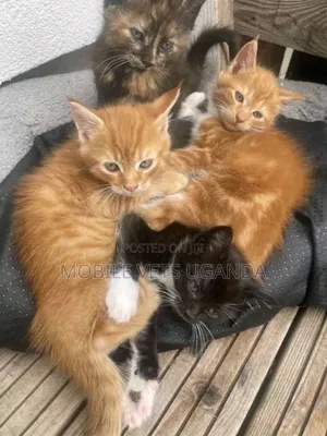 1-3 months Male Purebred Tabby