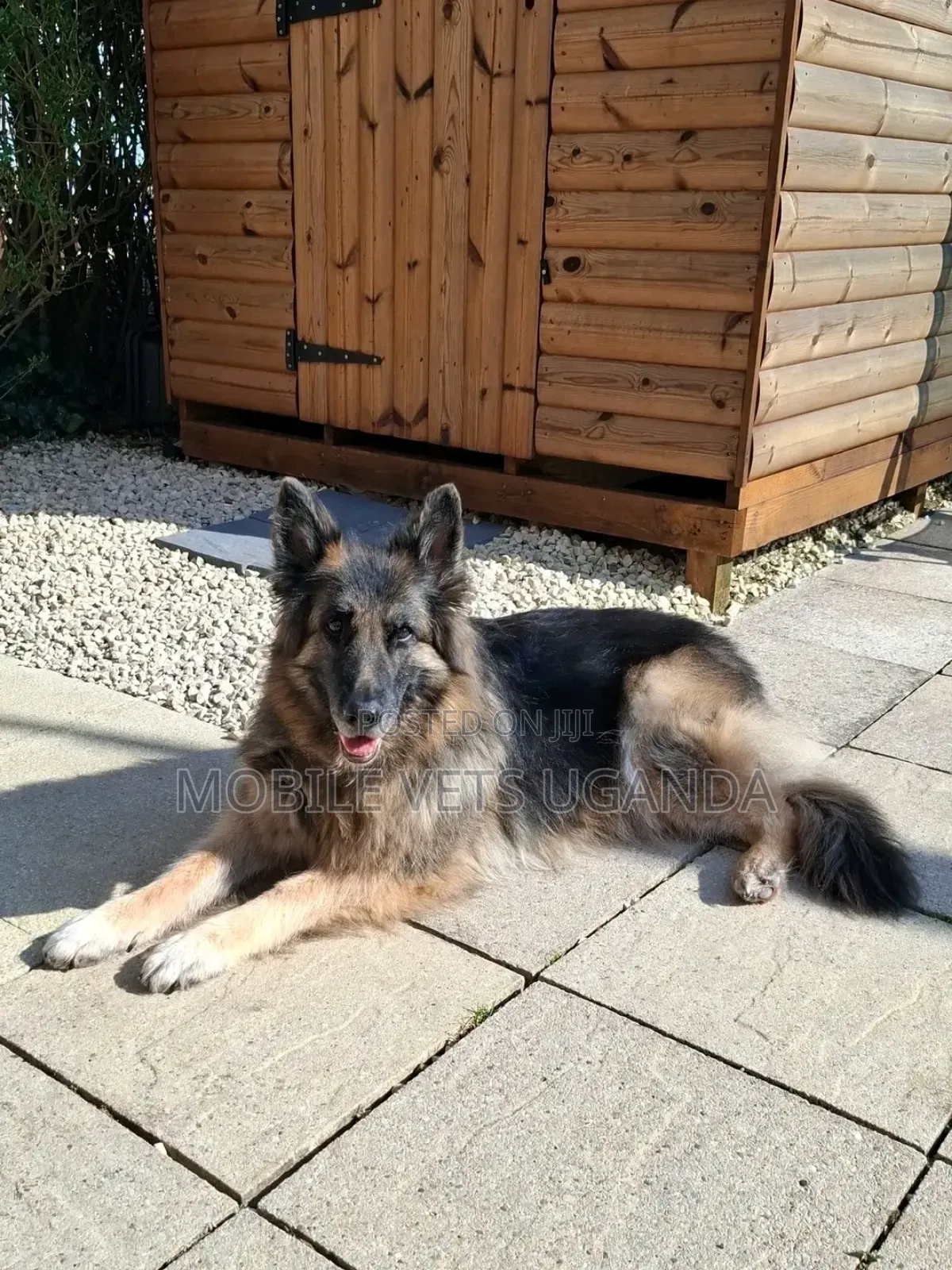 1+ year Male Purebred German Shepherd