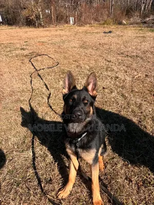 3-6 months Male Purebred German Shepherd