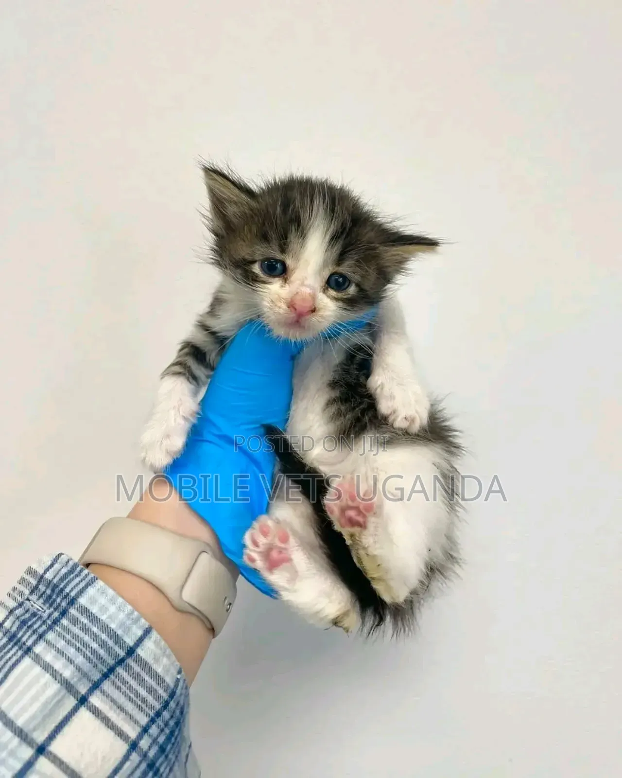 0-1 month Female Purebred Manx