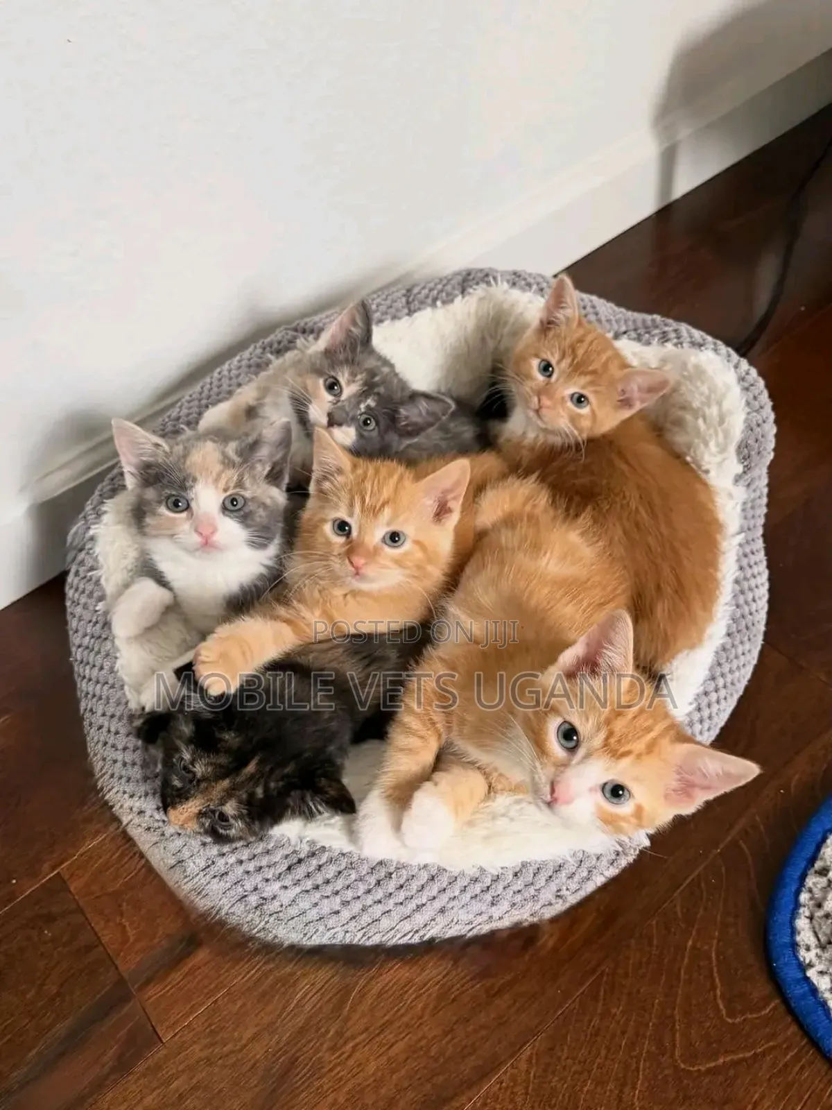 3-6 months Female Purebred Norwegian Forest