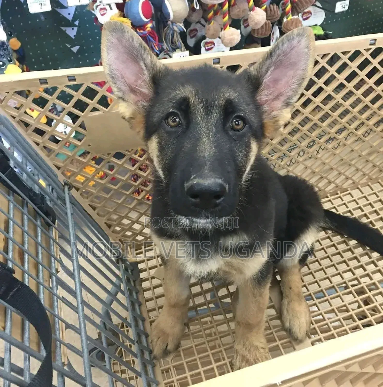 3-6 months Male Purebred German Shepherd