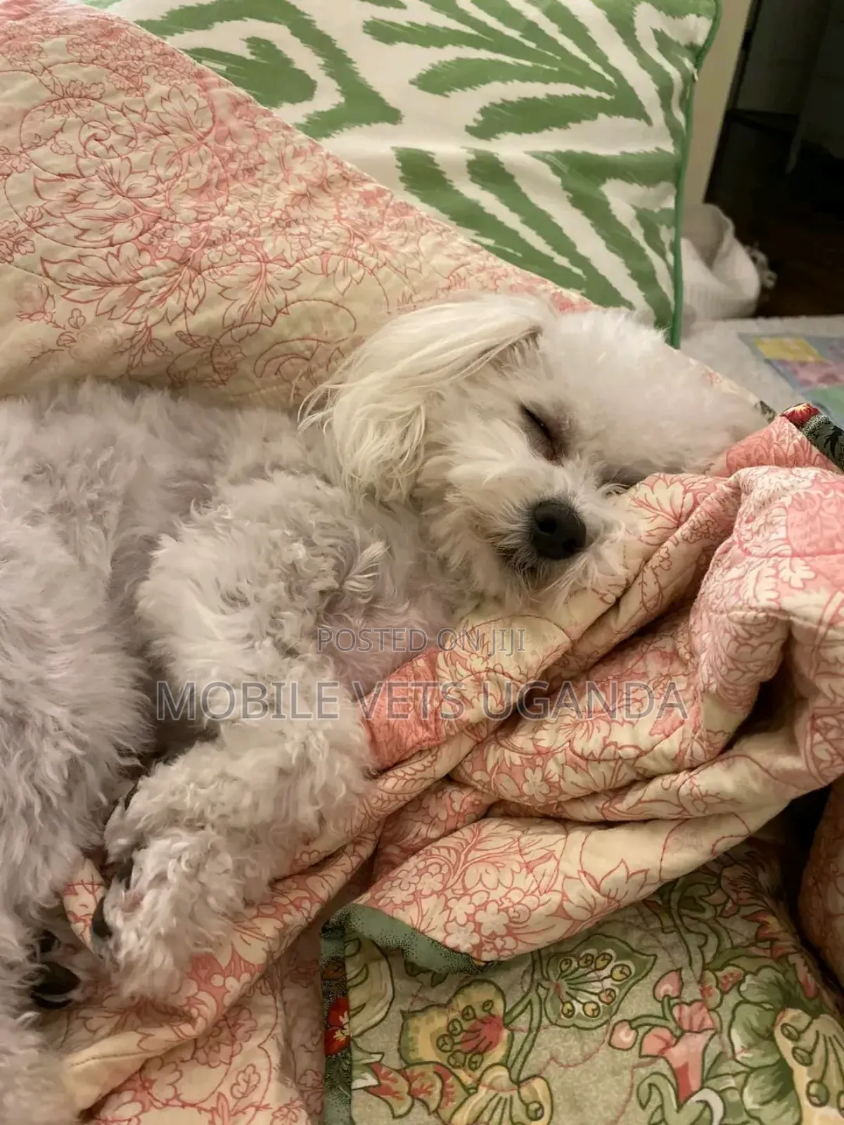 1-3 months Female Purebred Maltese