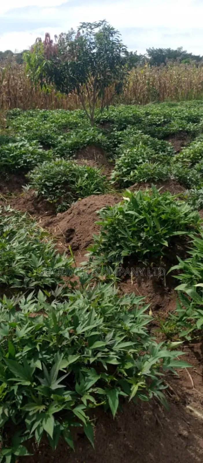 20 Acres of Land in Kamira Kikyuusa