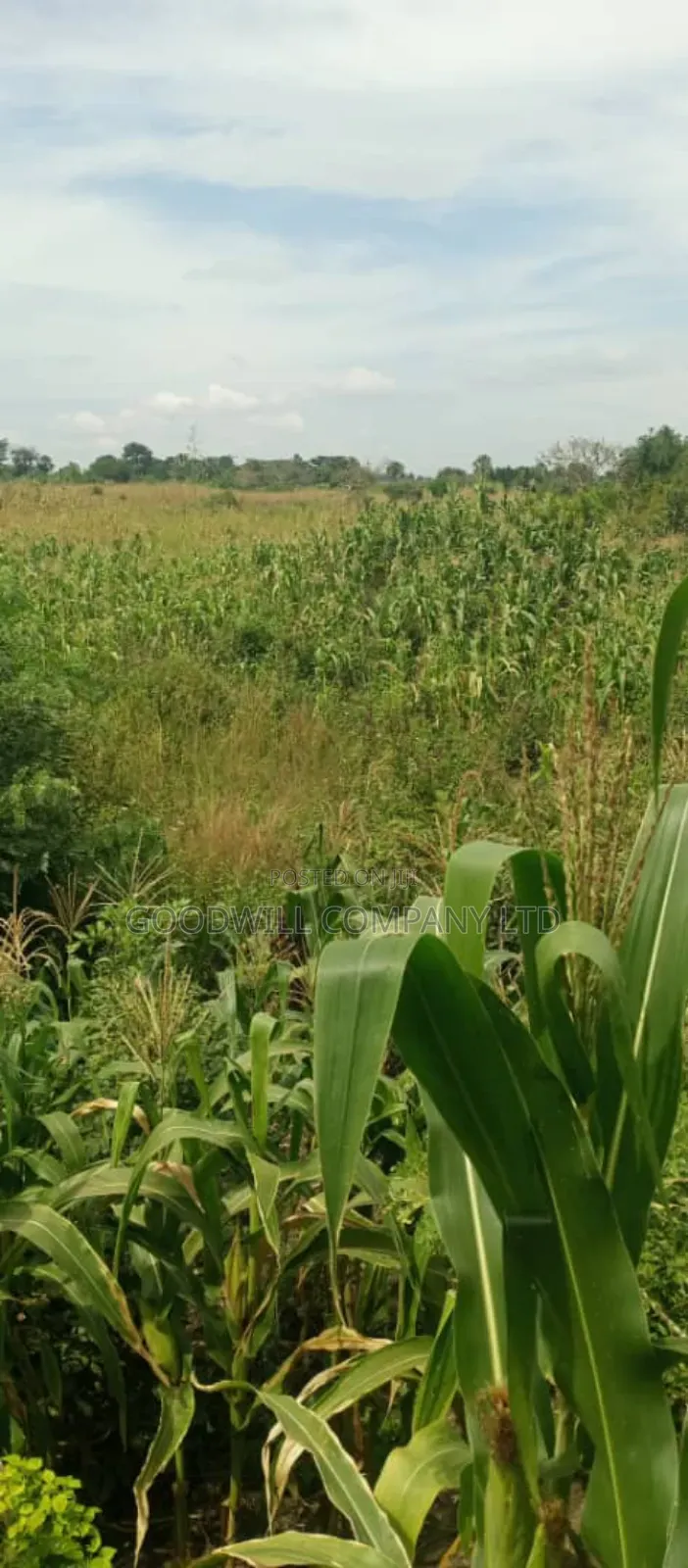 20 Acres of Land in Kamira Kikyuusa