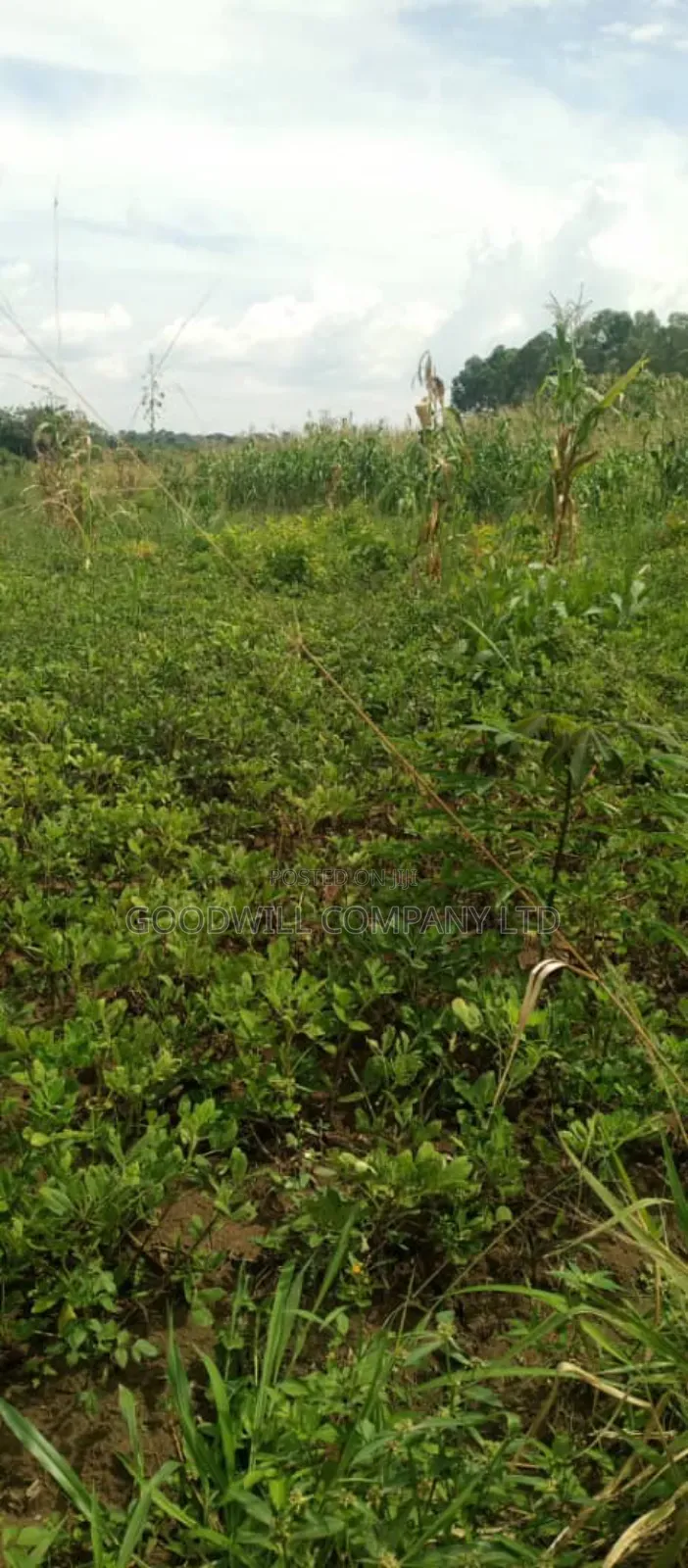 50 Acres of Farming/Agricultural Land in Kikyuusa Kamira