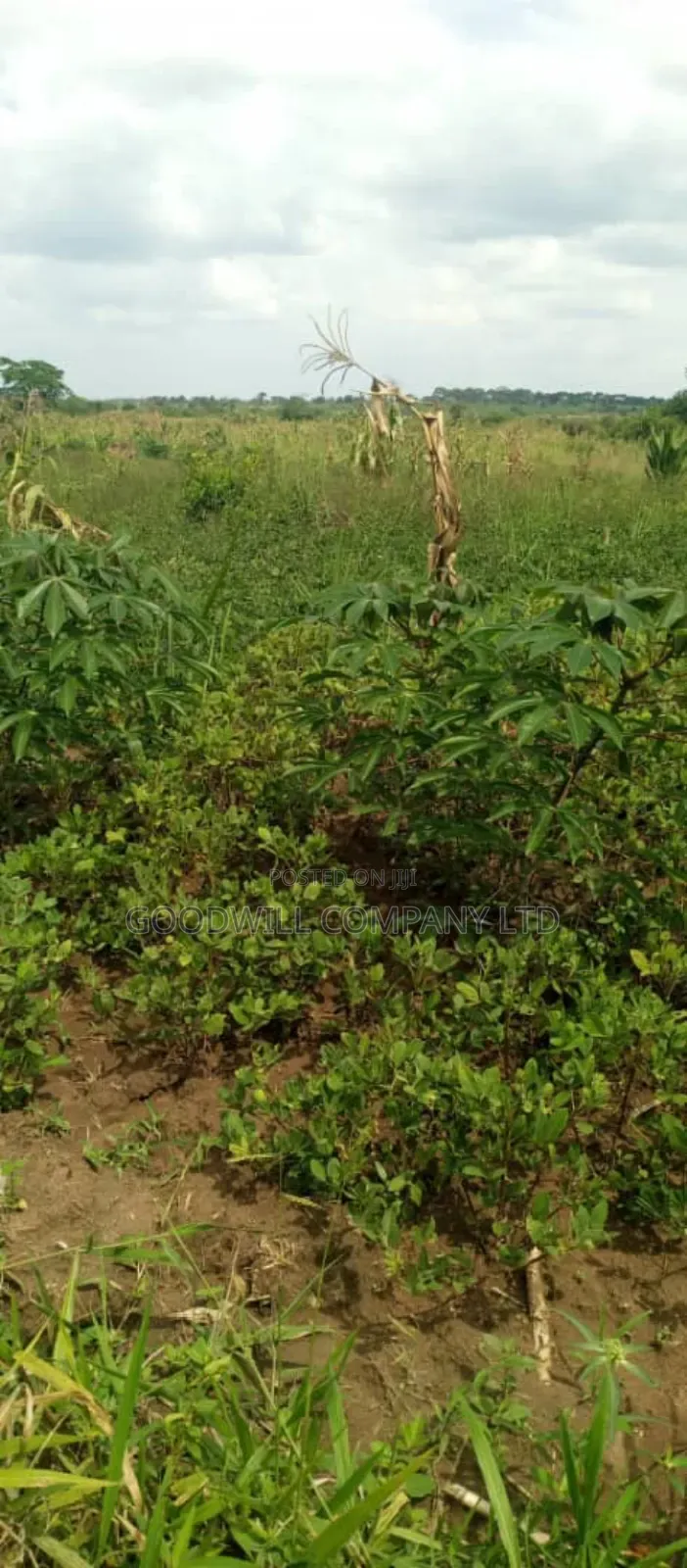 50 Acres of Farming/Agricultural Land in Kikyuusa Kamira