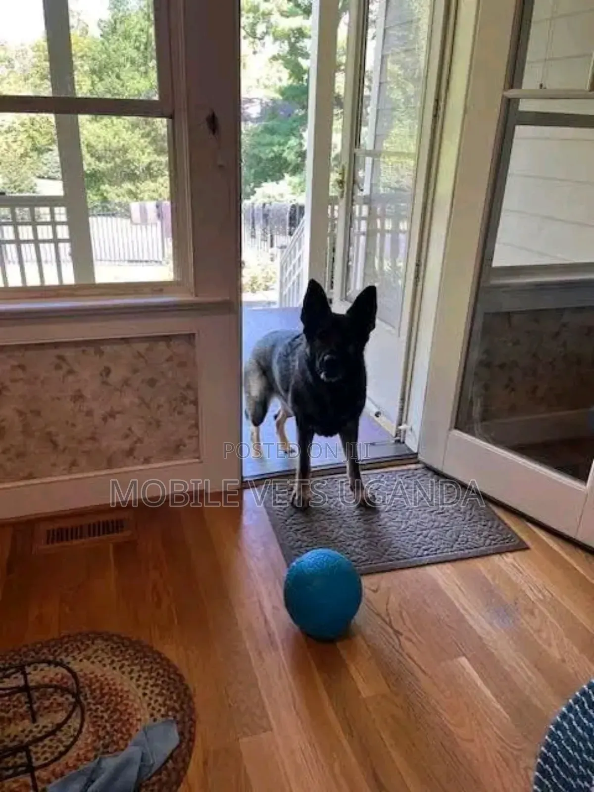 6-12 months Female Purebred German Shepherd