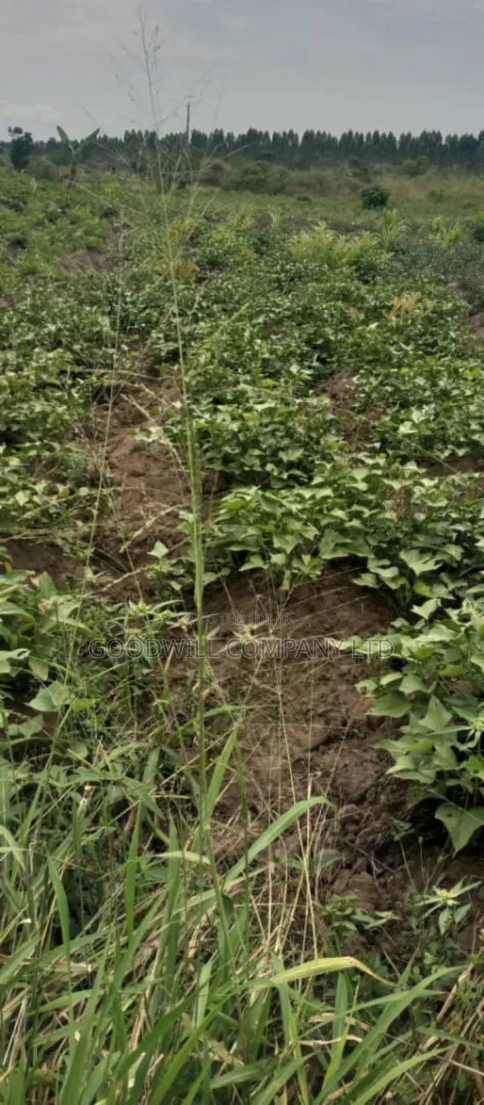 10 Acres of Land in Kabunyata Luwero