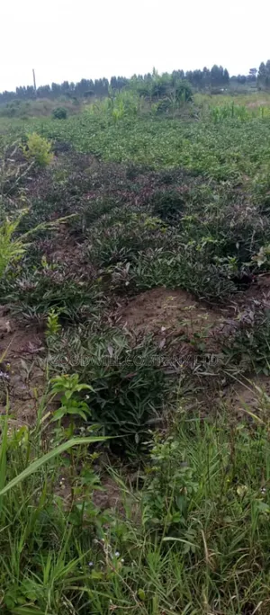 10 Acres of Land in Kabunyata Luwero