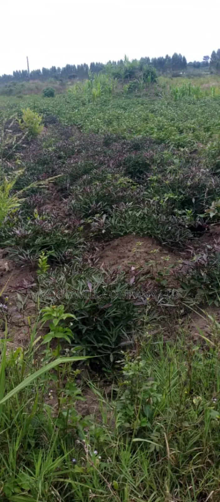 10 Acres of Land in Kabunyata Luwero