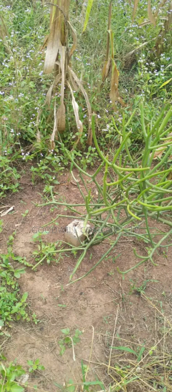 10 Acres of Land in Kabunyata Luwero