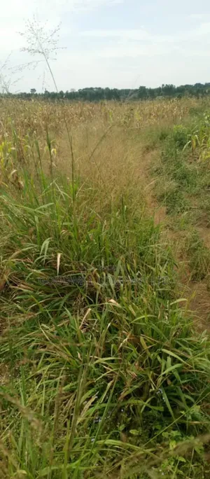 10 Acres of Land in Kabunyata Luwero