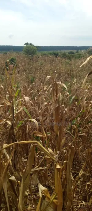 15 Acres of Land for Sale in Luwero Kabunyata