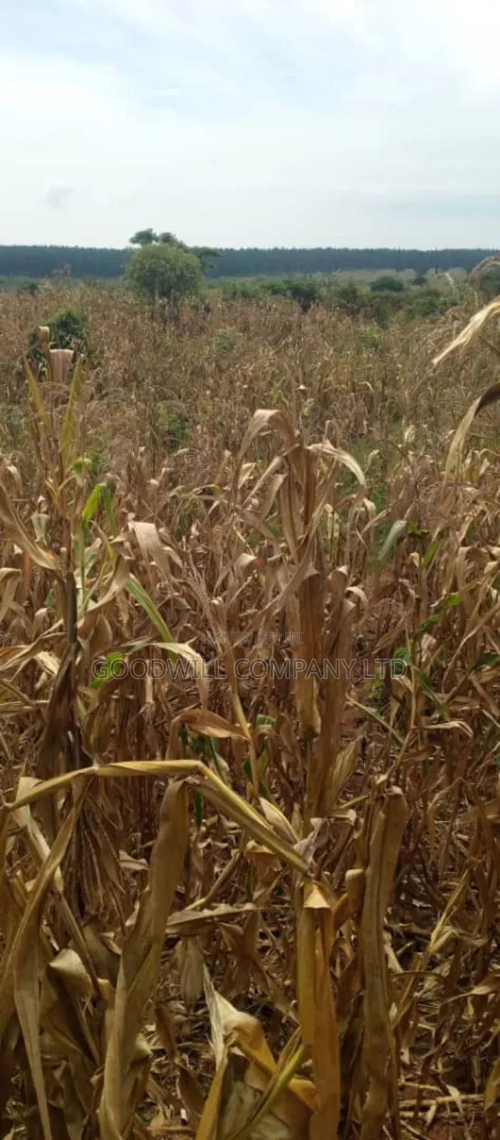15 Acres of Land for Sale in Luwero Kabunyata