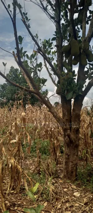 15 Acres of Land for Sale in Luwero Kabunyata