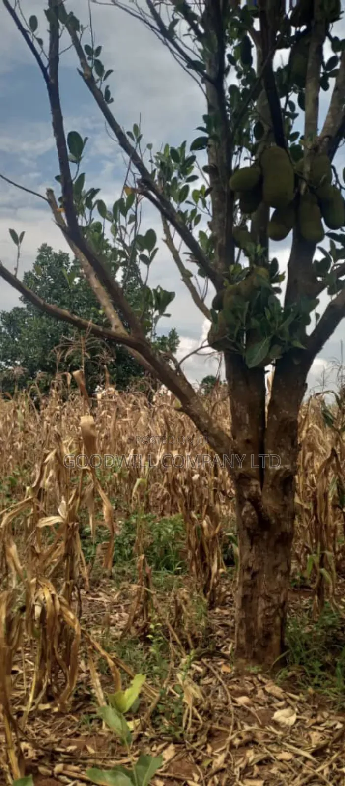 15 Acres of Land for Sale in Luwero Kabunyata