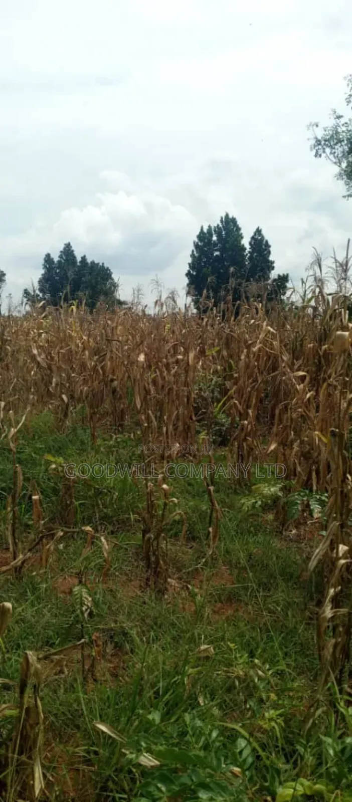 15 Acres of Land for Sale in Luwero Kabunyata