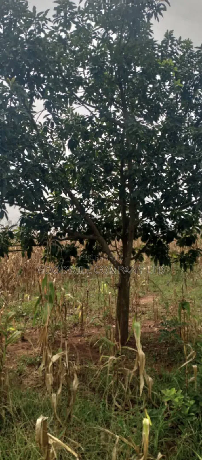 15 Acres of Land for Sale in Luwero Kabunyata