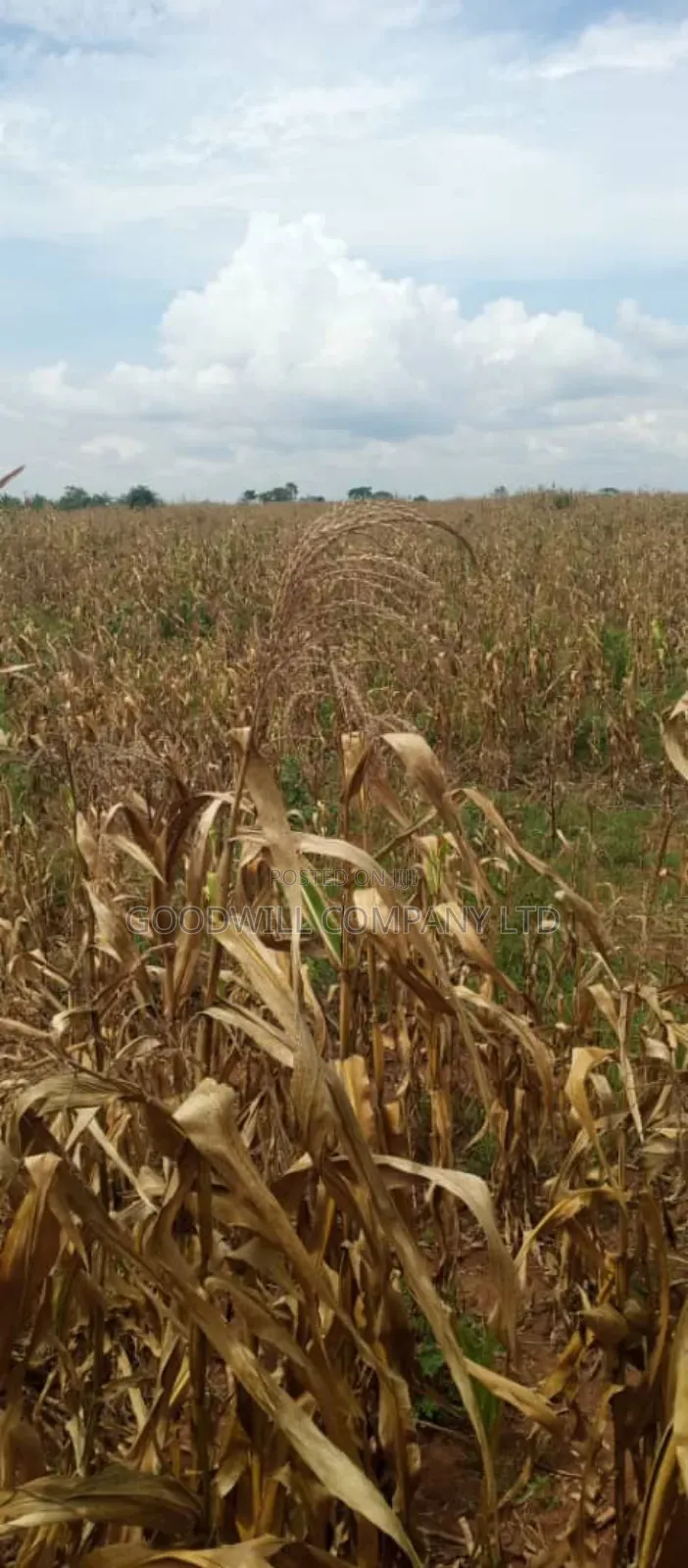 15 Acres of Land for Sale in Luwero Kabunyata