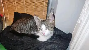 1-3 months Female Purebred Exotic