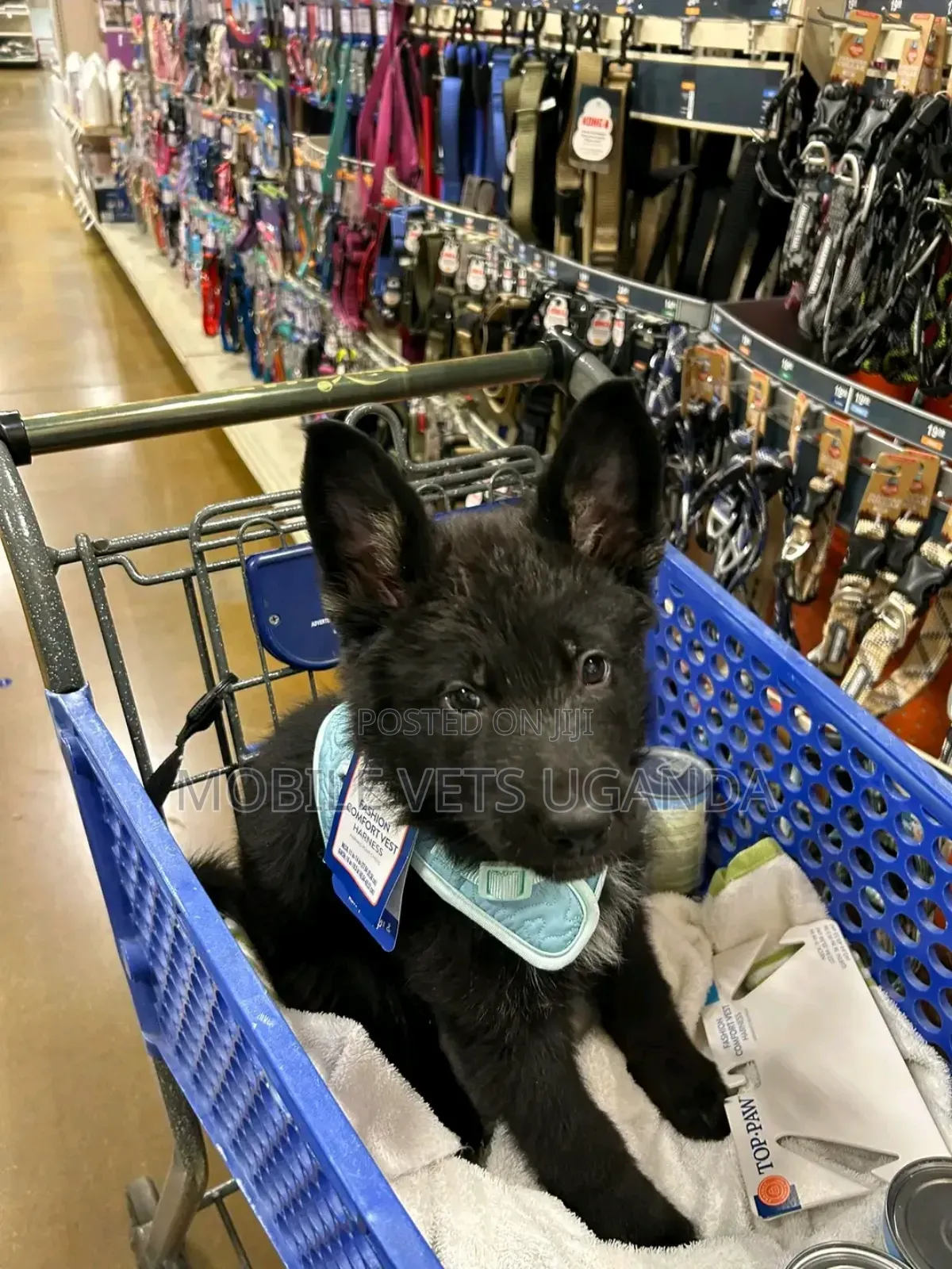 3-6 months Male Purebred German Shepherd