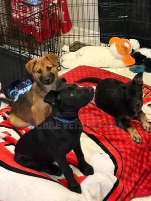 1-3 months Male Purebred German Shepherd