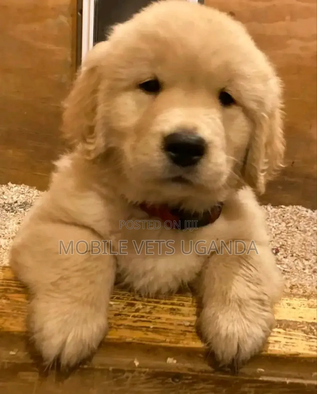 3-6 months Female Purebred Golden Retriever