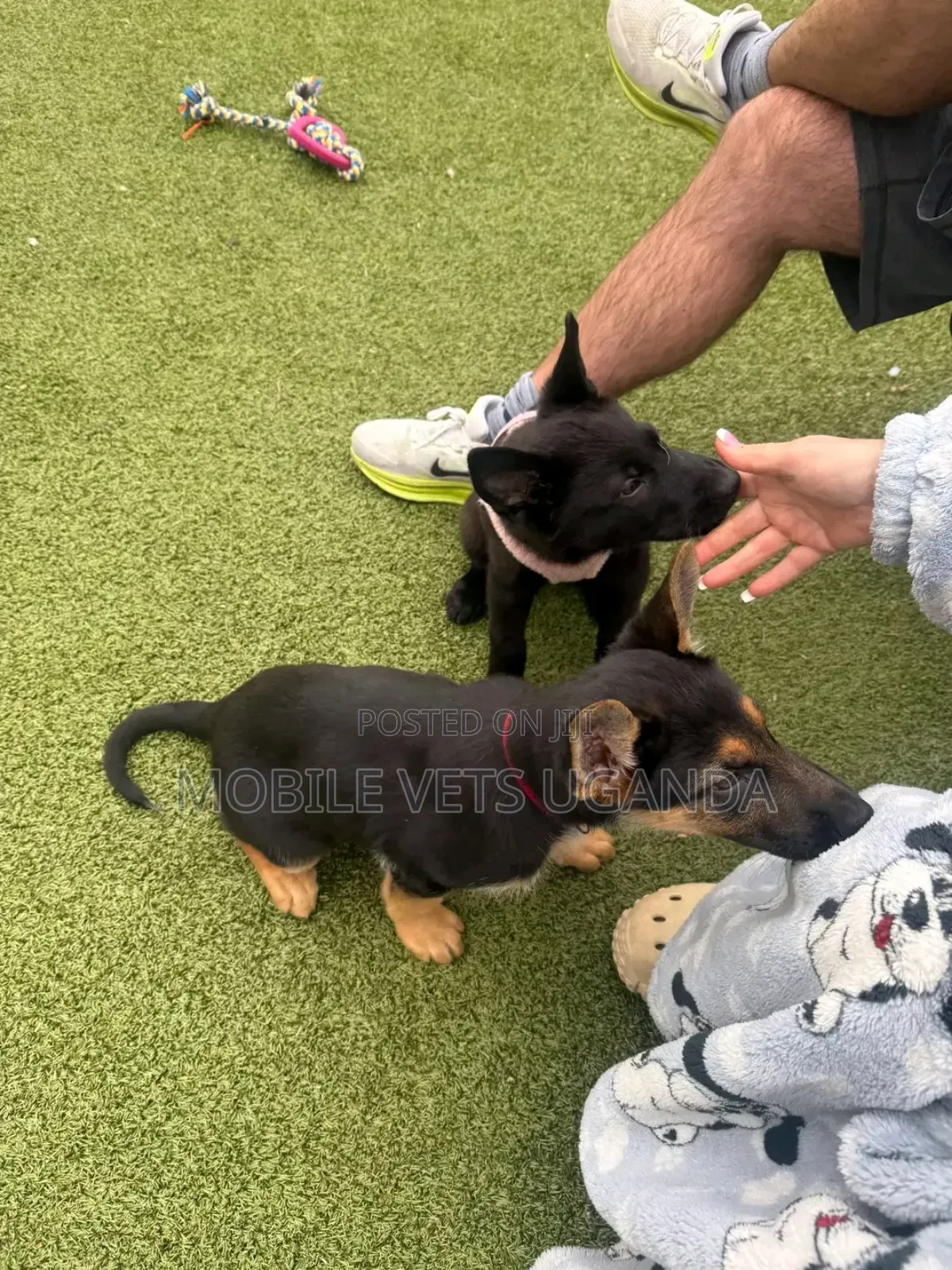 1-3 months Male Purebred German Shepherd