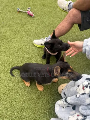 1-3 months Male Purebred German Shepherd