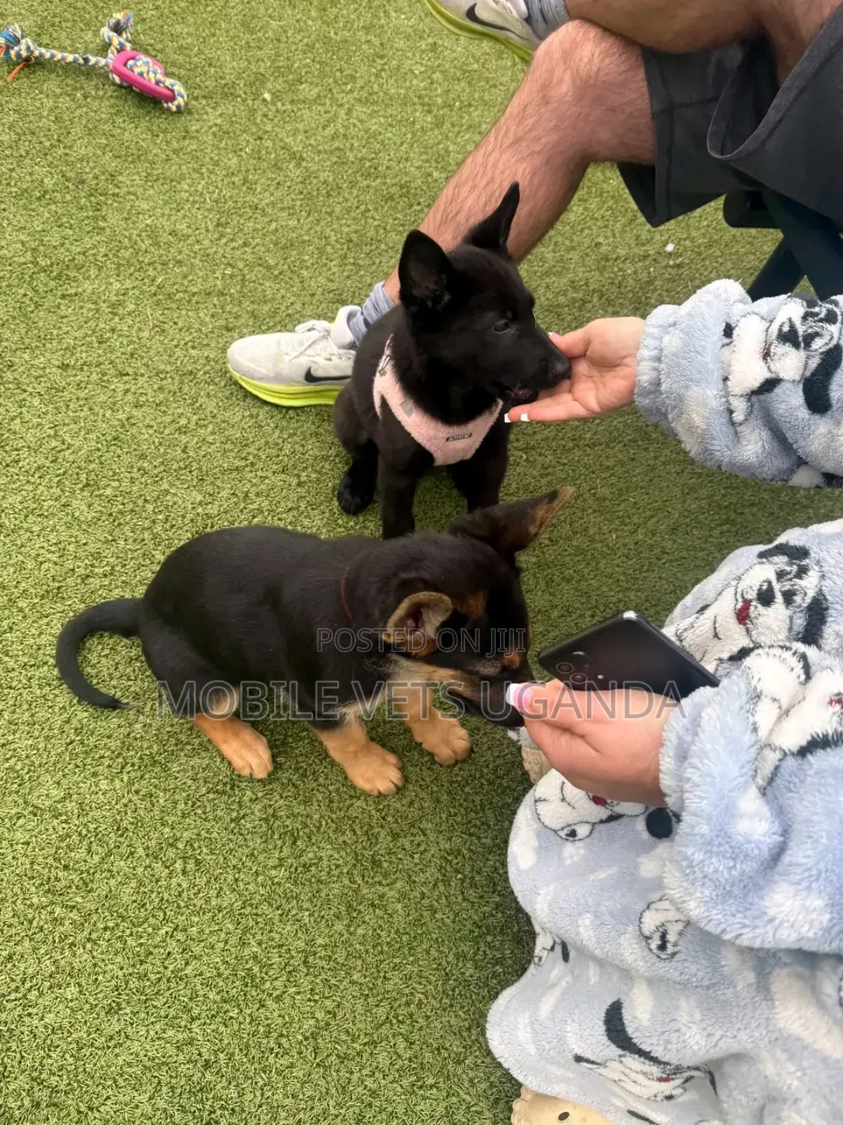 3-6 months Female Purebred German Shepherd