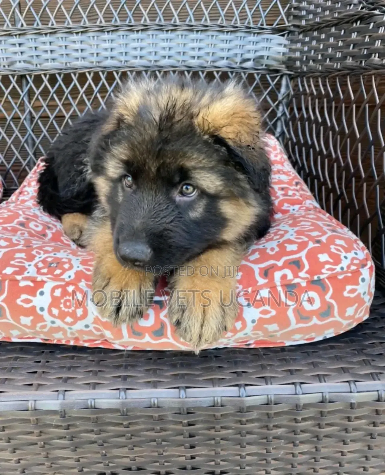 1-3 months Female Purebred German Shepherd