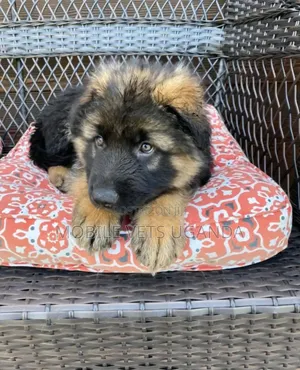 1-3 months Female Purebred German Shepherd