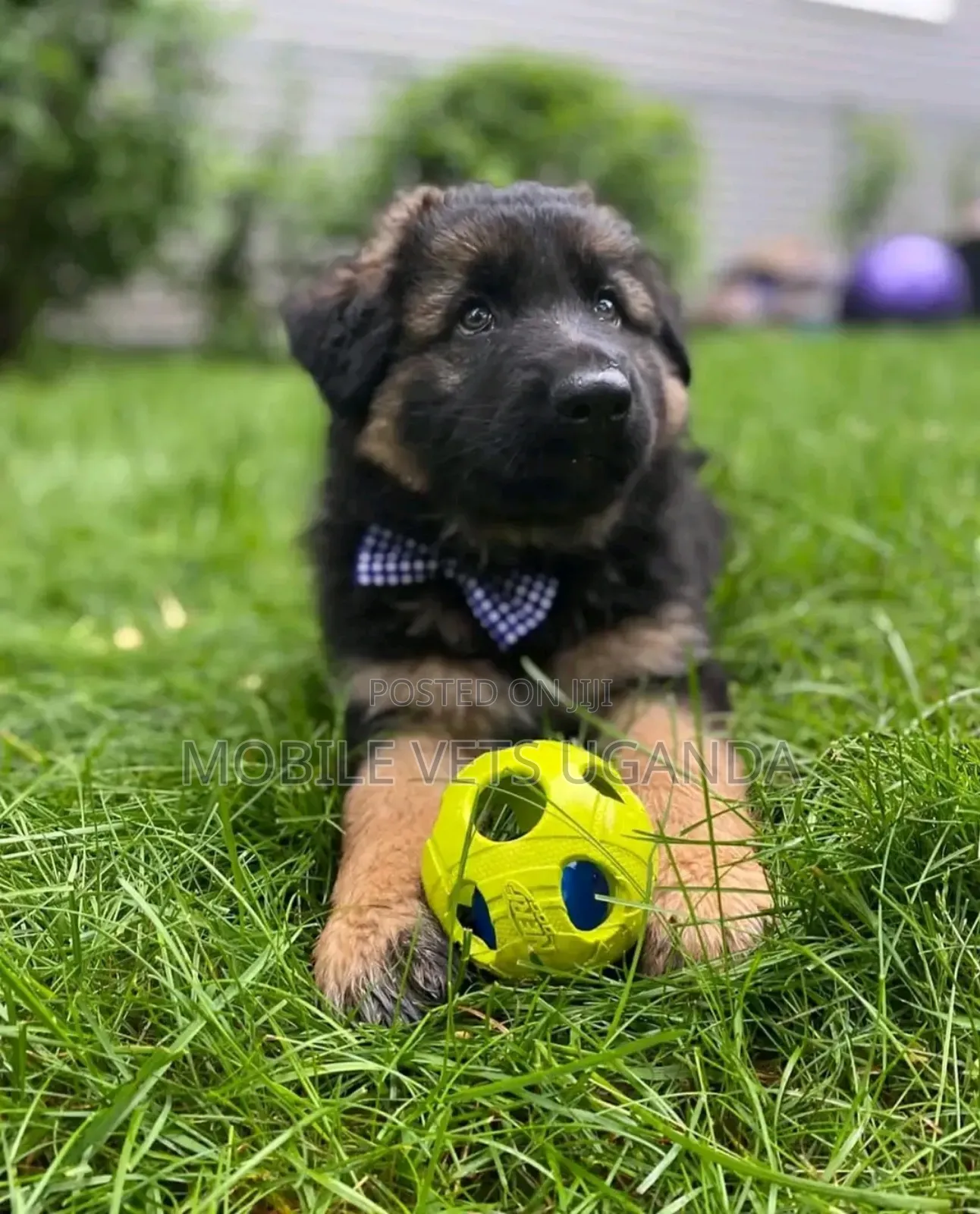 0-1 month Female Purebred German Shepherd