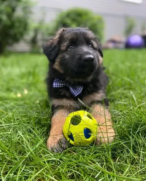 0-1 month Female Purebred German Shepherd