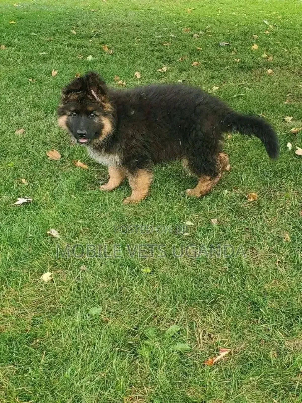 1-3 months Male Purebred German Shepherd