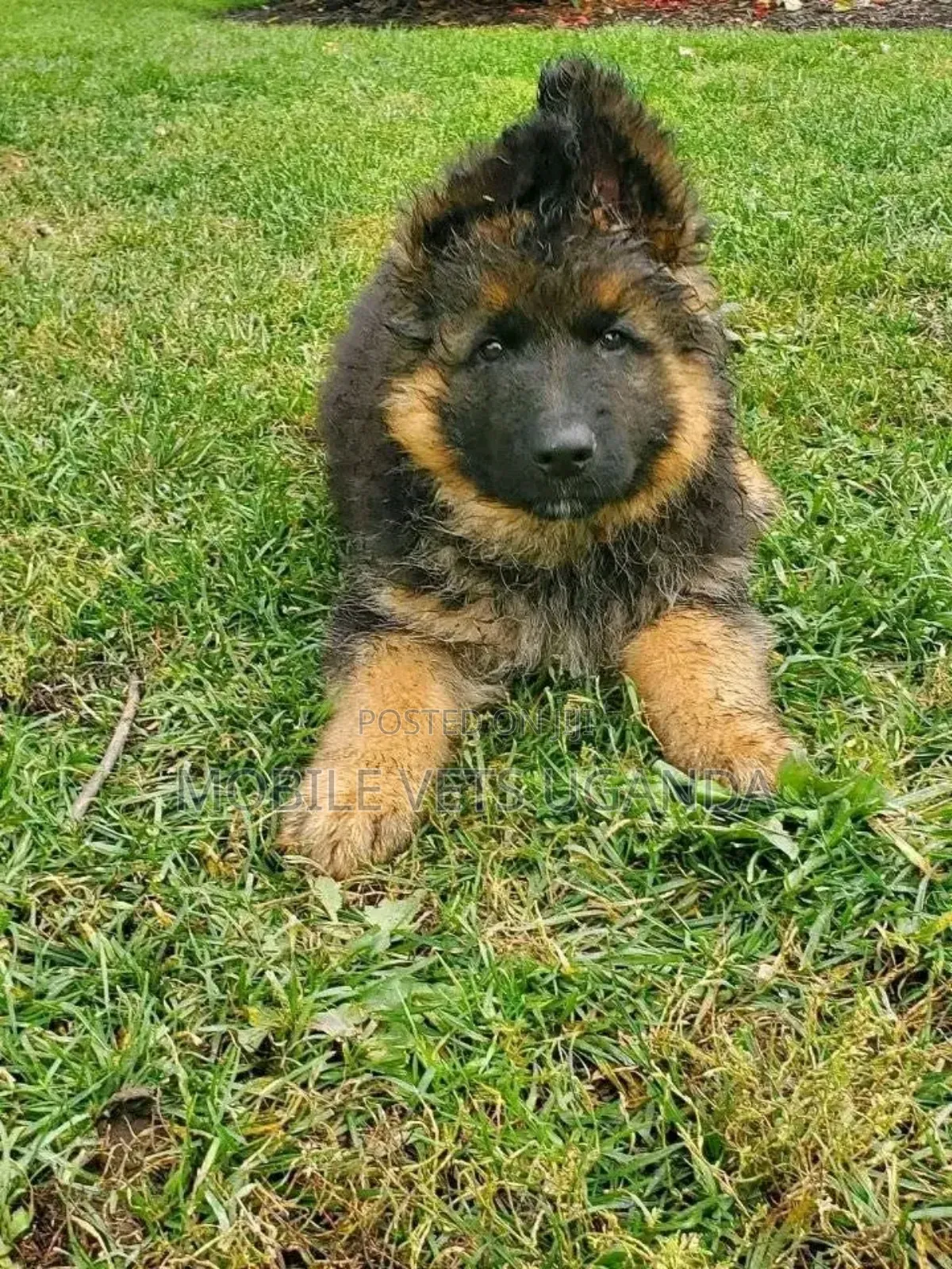 1-3 months Male Purebred German Shepherd