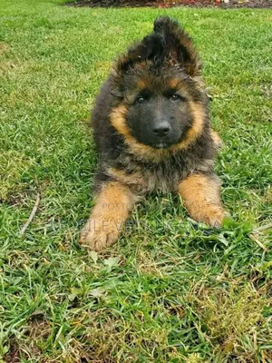 1-3 months Male Purebred German Shepherd